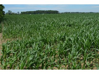 Property photo 121 - LAND AUCTION - 215+/- ACRES OFFERED IN 6 TRACTS IN VAN WERT COUNTY, OHIO